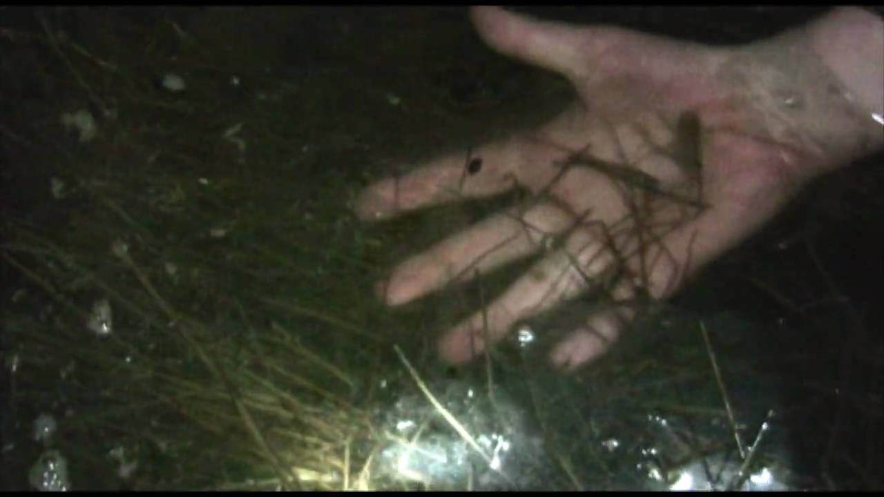 adventure academy Searching for frogs at night