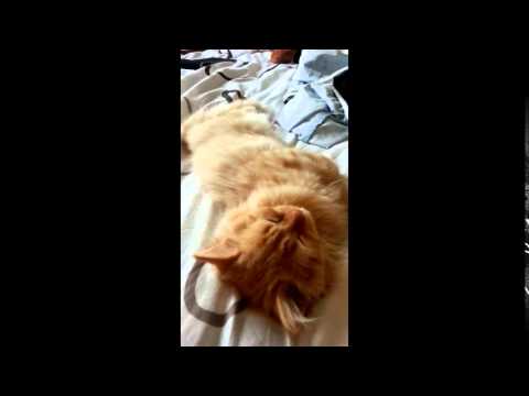 Bebe Chat British Longhair Roux Litchi Des Grands Saules Youtube