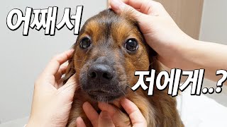 강아지에게 뜬금없이 엄청나게 칭찬해줬더니.. ㅋㅋㅋ