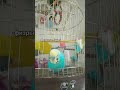 #актив #chinesedancer #birds #blackfacebudgie #쩐다 #funny #попугай
