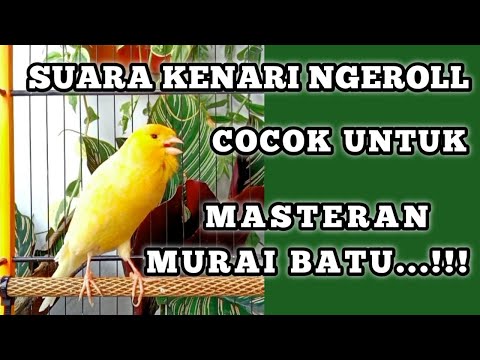 Kenari GACOR ngeroll PANJANG AMPUH untuk PANCINGAN \u0026 MASTERAN Kenari PAUD cepat BUNYI !!
