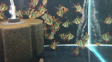 Cá Xecan Short Body - Mây Aqua 337 Vũ Tông Phan