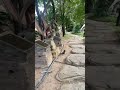 Dinosaur Garden #subscribe