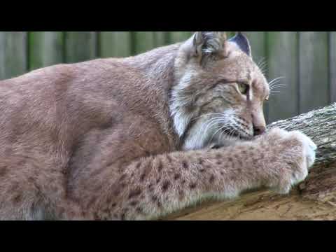 Video: Kissan Käyttäytyminen Ja Ulkoiset Tekijät