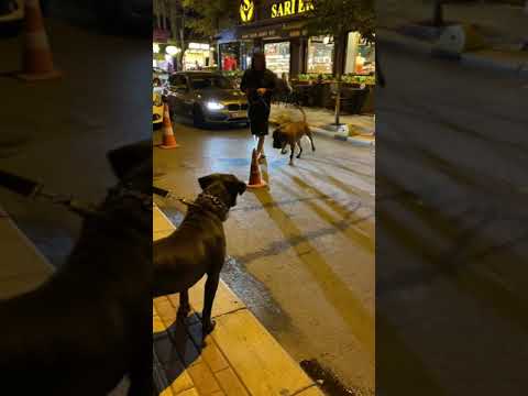 Video: Toy Fox Terrier