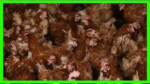 This thread on the earth’s chicken population is a rollercoaster