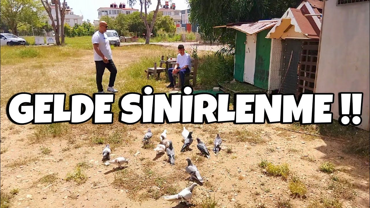 OLACAK İŞMİ BU !! BÜTÜN MORALİMİZ BOZULDU !! #oyunkuşu #taklacıgüvercin #mardinoyunkuşu #güvercin