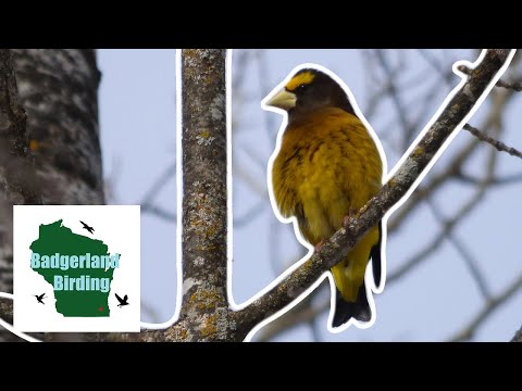 Searching for one of the BRIGHTEST Finches in North America (Evening Grosbeak)