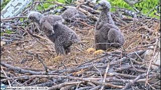 USS Bald Eagle Cam 1 on 4-22-16 @ 16:57:20  22 & 24 day old eaglets nice wingers and competition 😮😄 screenshot 3
