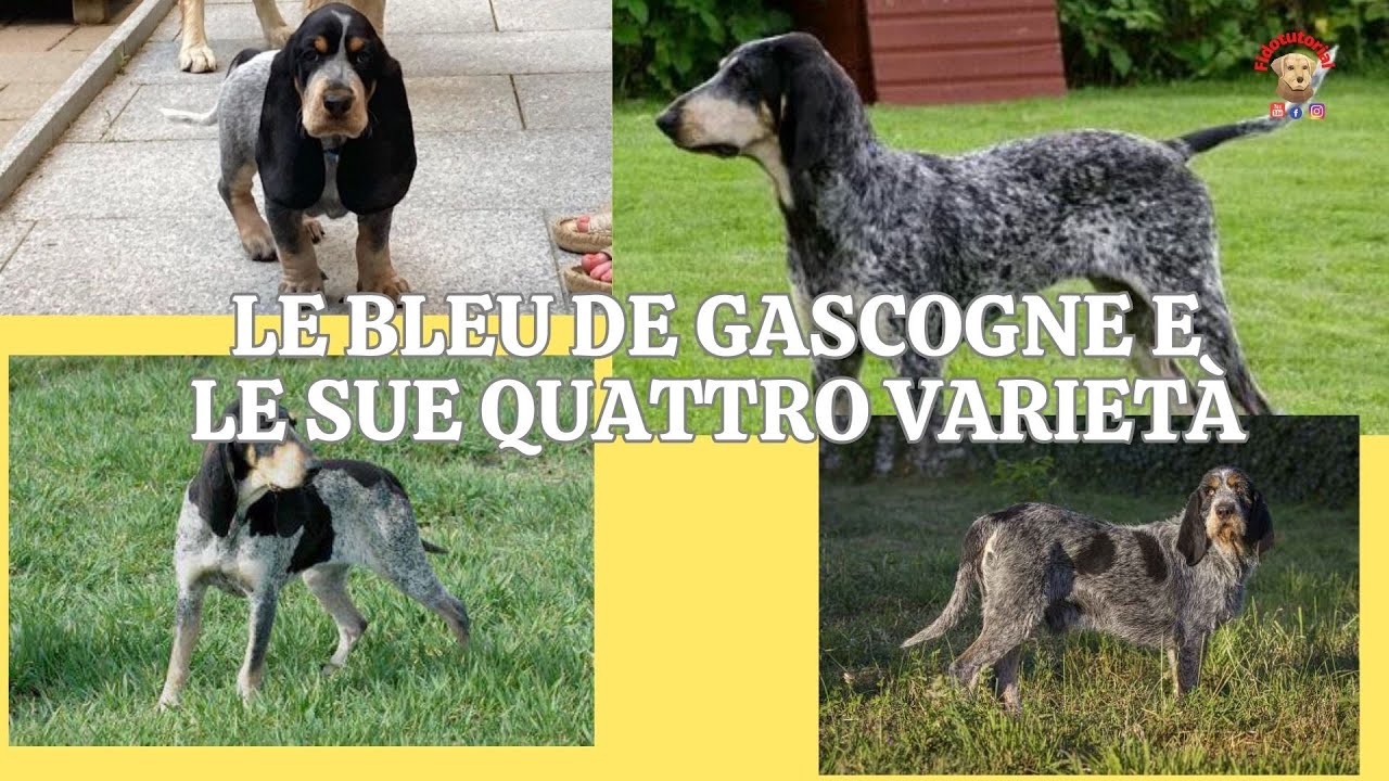 Il Bleu de Gascogne e le sue quattro varietà
