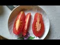 Обзор томатов сорта "Щедрая сливка Тарасенко" и сорта "Этюд".