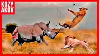 10 САМЫХ ОПАСНЫХ ЖИВОТНЫХ 10 САМЫХ ОПАСНЫХ ЖИВОТНЫХ