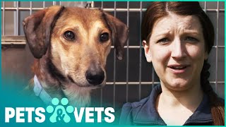 Helping An Abandoned Lurcher Learn To Trust Again | The Dog Rescuers | Pets & Vets