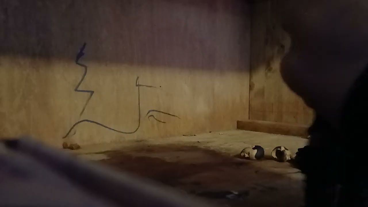 CM Punk ultimate edition 27 pt 2