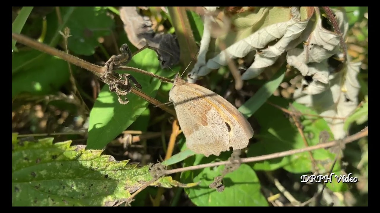 Beautiful Ladywalk Nature Reserve | Stunning Drone Footage & Wildlife Views