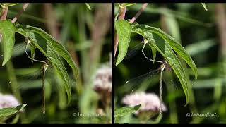 Willow Emerald Damselfy - 3d sbs -  parallel view