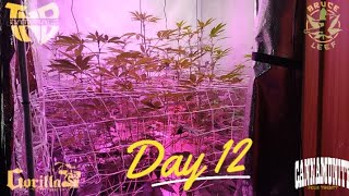 Green Dragon Dispensary Clones - Day 12