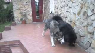 tibetan mastiff x alaskan malamute