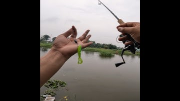 Mồi mềm tôm 2 đuôi câu cá lóc #fishing