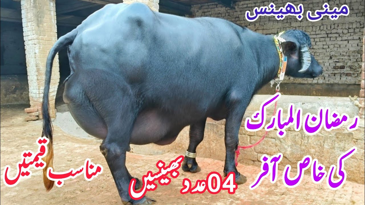 R K 407 Ravi محمداحسان بلوچ407گ ب{03عددٹاپ کلاس بھینسیں } 20مارچ2026 Pure Neli Ravi ...