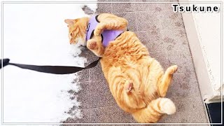初めて雪を踏みしめる猫。ベランダを行ったり来たりドッキドキの大冒険♪ by 茶トラ猫つくね / Tsukune 435 views 2 years ago 5 minutes, 26 seconds
