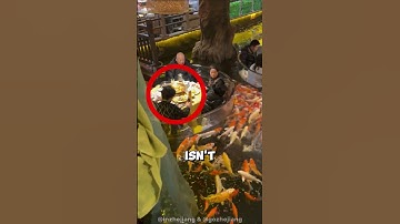 This Restaurant Lets You Dine With Fish 🐟 (🎥: inzhejiang & gozhejiang - via TikTok) #shorts