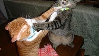 CATFIGHT  FUNNY Cat Fights (HD) [Funny Pets]