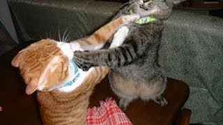 Catfight Funny Cat Fights Hd Funny Pets