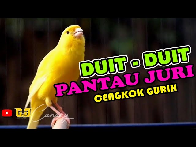 Duit Duit KENARI cengkok Gurih langsung pantau Juri class=