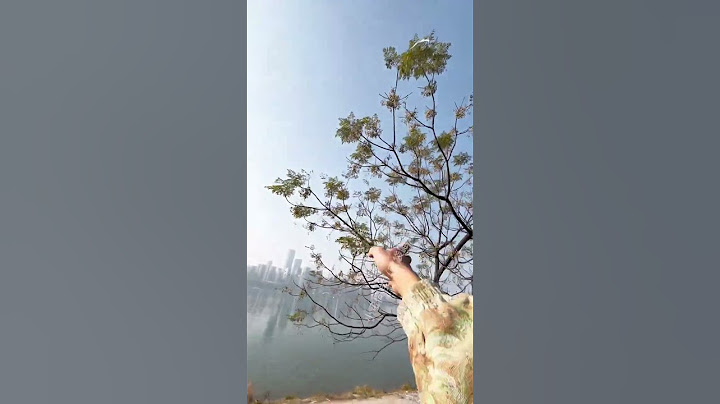 Poor Sugar Glider Was Caught By An Eagle #cutePets #animals #sugarglider #funny