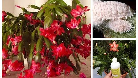 Como combater as pragas da flor de maio?