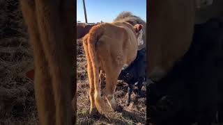 Momma and Baby Bonding #baby #farming #eating #shorts