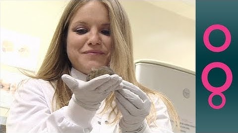 Breakthrough discovery: reprogramming stem cells