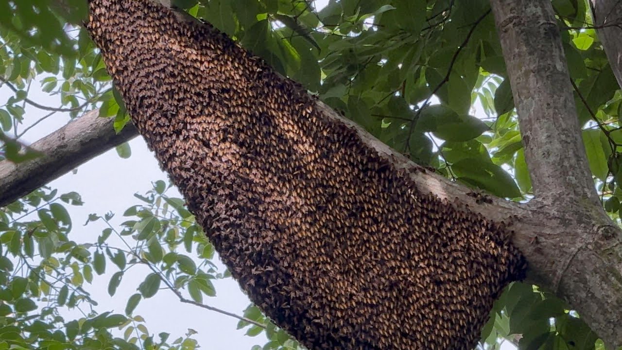 ตามตัวตอมดอกทะยูง รังอยู่ใกล้ๆนี่เอง  |  พรานหมึก คนตีผึ้ง