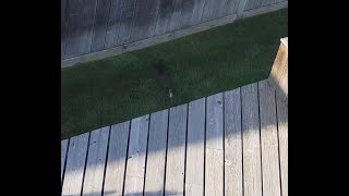 Squirrel steals Hedy's lightbulb
