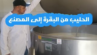 طريقة جمع الحليب من الفلاح إلى المصنع ونصائح للمبتدئين