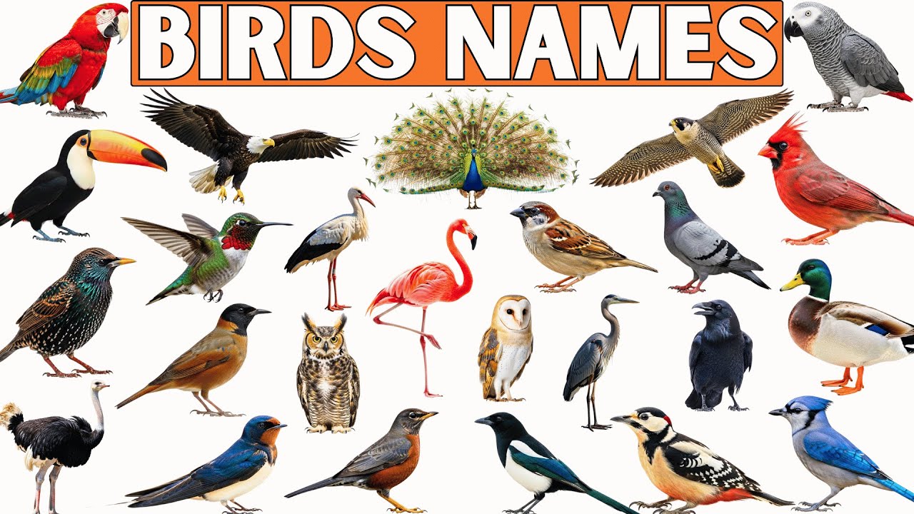 Названия птиц 🐦 | 30 названий птиц на английском языке для детей | Образовательное видео для детей!