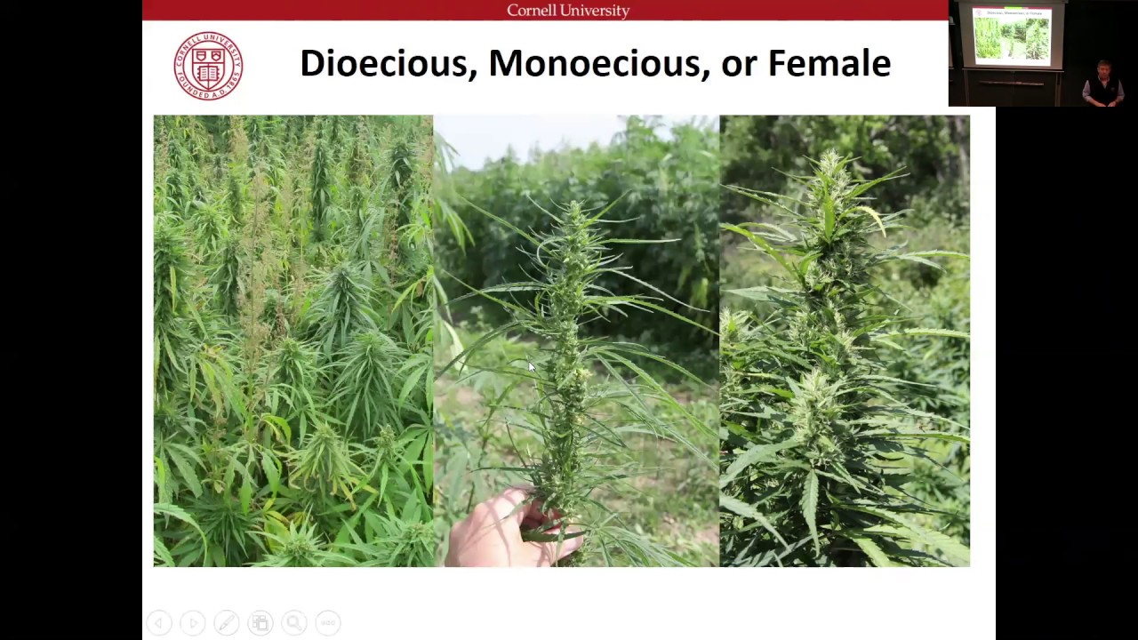 Larry Smart: From grey area to gold rush: Establishing a long-term breeding program for hemp