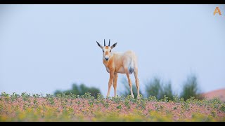 Animalia - Ramadan Kareem