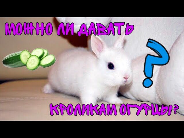 МОЖНО ЛИ ДАВАТЬ КРОЛИКАМ ОГУРЦЫ?🥒/Видео Friendly Animals