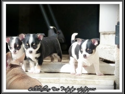 Chihuahuas Des Petits Aztèques Mâle Noir Blanc Et Tan