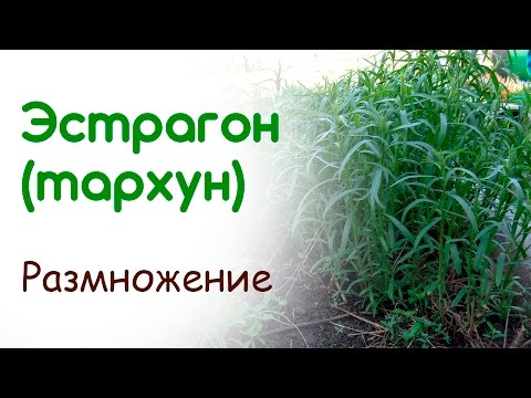 Эстрагон: выращивание из семян в открытом грунте