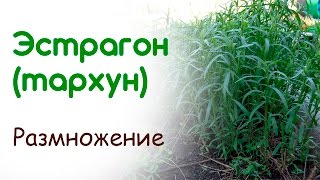 Тархун Эстрагон Размножение