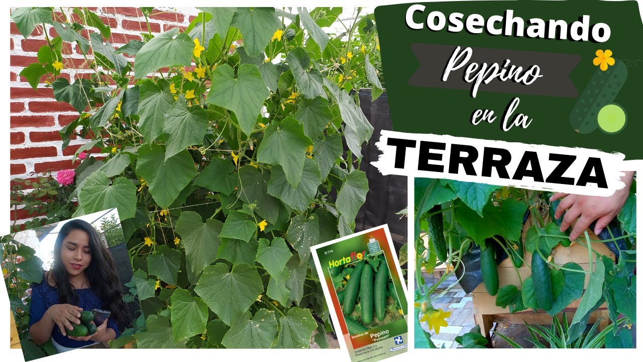 Huerto En Mi Terraza // COMO GERMINAR PEPINOS PASO A PASO DESDE SEMILLA ...