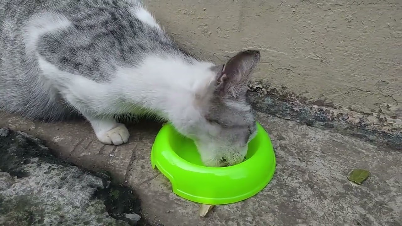 The Deep Personal Meaning Behind My Decision to Feed Stray Cats