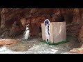 グレープ君のようにフルルのそばに居るフンボルトペンギン (みさき公園) 2017年8月26日
