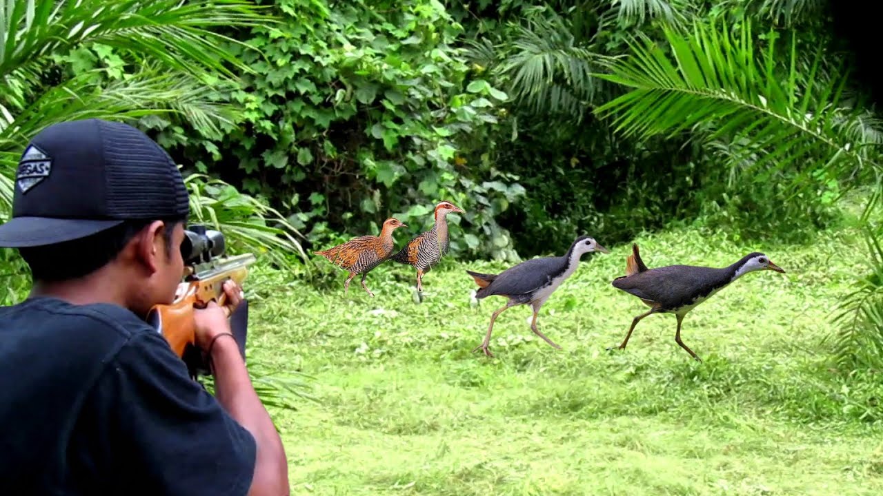 WAAH‼️BERBURU BURUNG SAWAH RUAK RUAK DI SPOT INI BISA POIN MELIMPAH💥