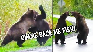 Ozzy Man Reviews: Epic Bear Fight