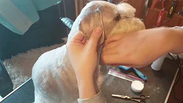 Jak vzniká podlitina v uchu psa?