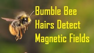 Bumble Bee Hair Detects Magnetic Fields   Watch Hair Respond to a Magnet!